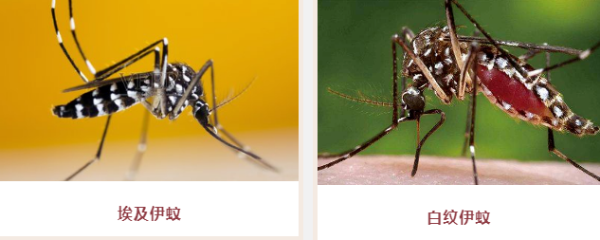 埃及伊蚊和白纹伊蚊图片